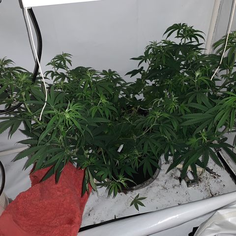 Mave growlog photo: Pre-training. All LST is detensioned here. 