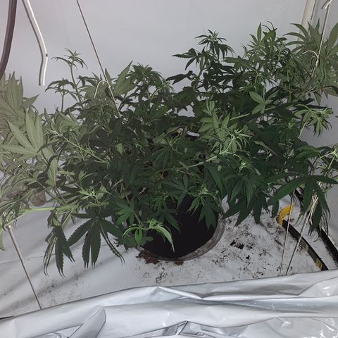 Mave growlog photo: Post training with LST and super cropping. 