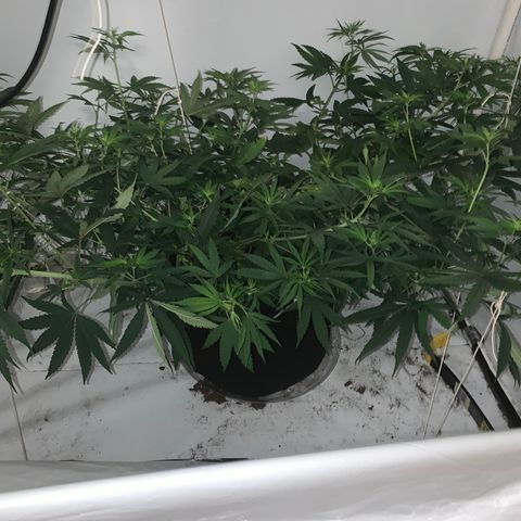 Mave growlog photo: Morning after training
