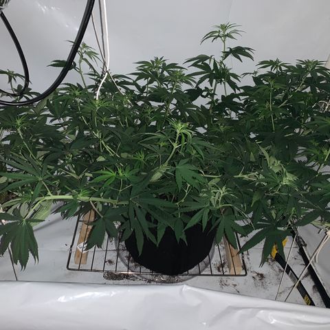 Mave growlog timeline photo