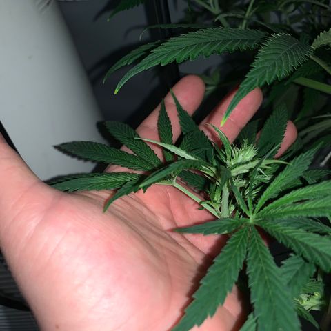 Mave growlog timeline photo