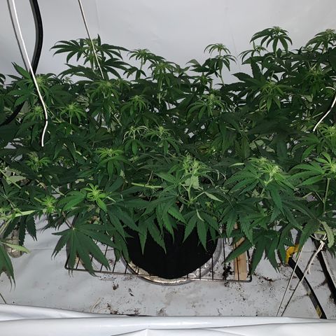 Mave growlog timeline photo