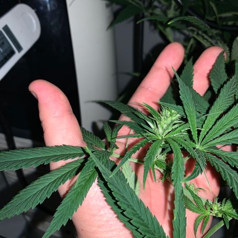 Mave growlog timeline photo