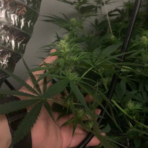 Mave growlog timeline photo
