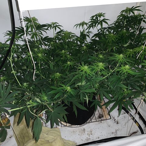 Mave growlog timeline photo