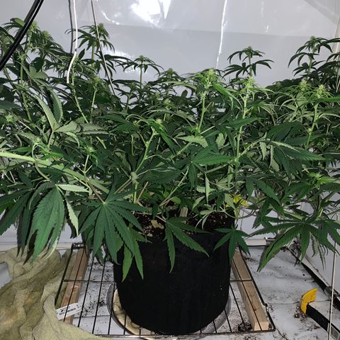 Mave growlog timeline photo