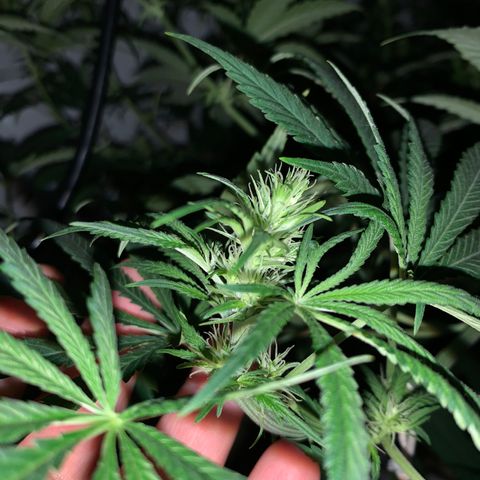 Mave growlog timeline photo