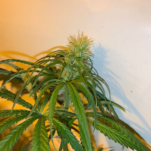 Mave growlog timeline photo