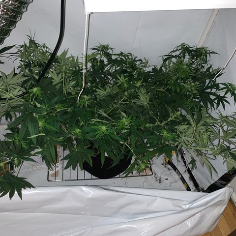 Mave growlog photo: Post super cropping from above. 