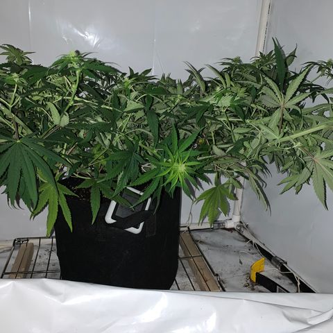 Mave growlog photo: Post super cropping from the side. Nice flat canopy. 