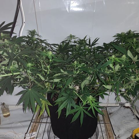 Mave growlog photo: 1 day after agressive supercrop. Side view. 