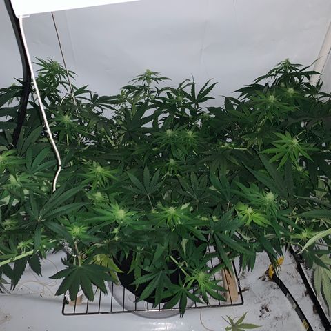 Mave growlog photo: 1 day after agressive supercrop. Top view. 