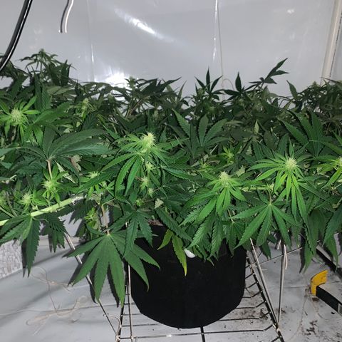 Mave growlog photo: Post training side view. 