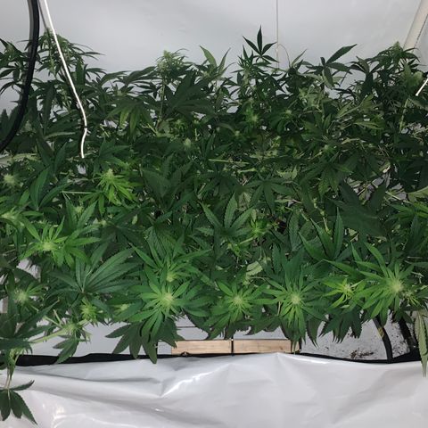 Mave growlog photo: Post training top view. 
