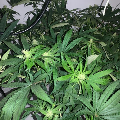Mave growlog timeline photo