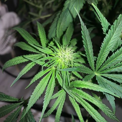 Mave growlog timeline photo