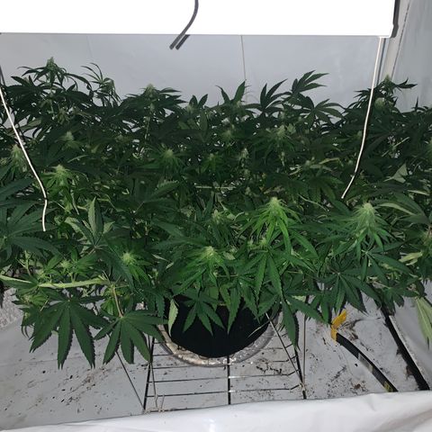 Mave growlog timeline photo
