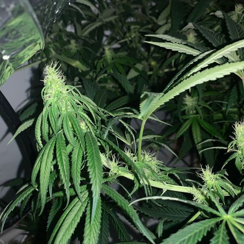 Mave growlog timeline photo