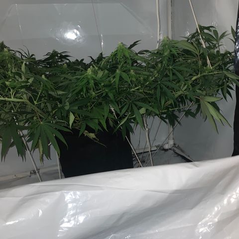 Mave growlog timeline photo
