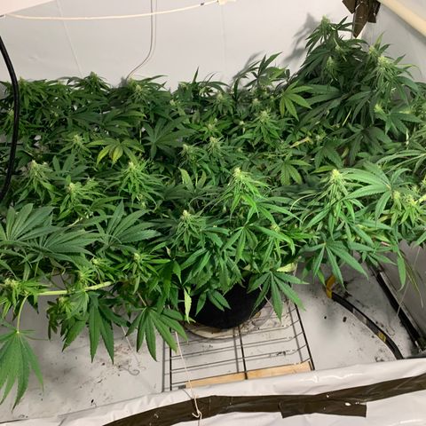 Mave growlog photo: Training all untied. 