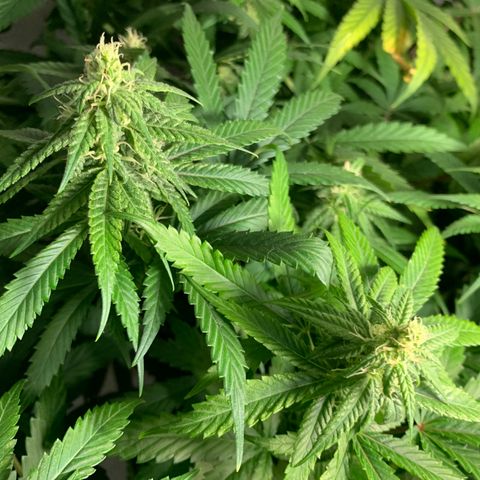 Mave growlog timeline photo