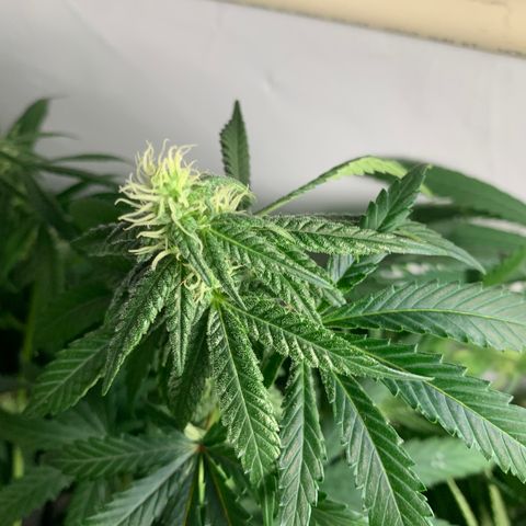 Mave growlog photo: Zoom into one flower top. Crystals showing nicely. 