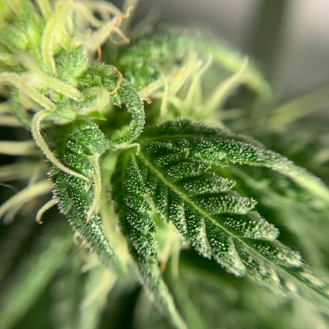 Mave growlog photo: Super zoom into same flower. 