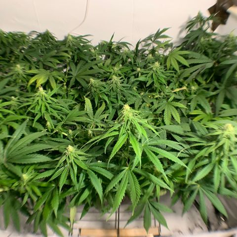 Mave growlog photo: Wide angle showing a more realistic view of the forest she has created. 