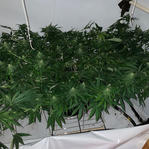 Mave growlog timeline photo