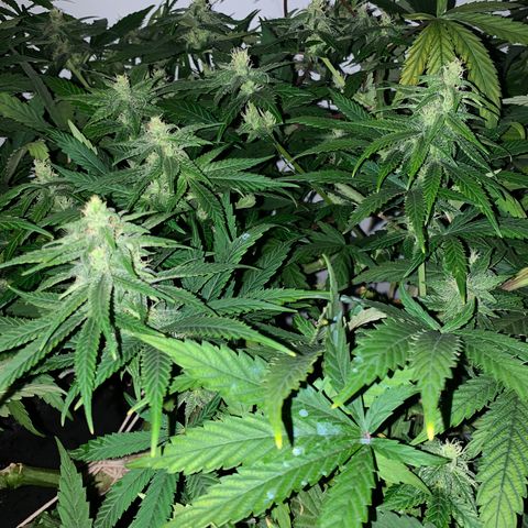 Mave growlog timeline photo