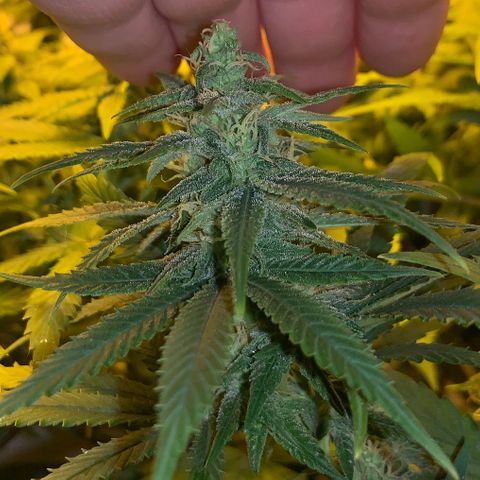 Mave growlog timeline photo