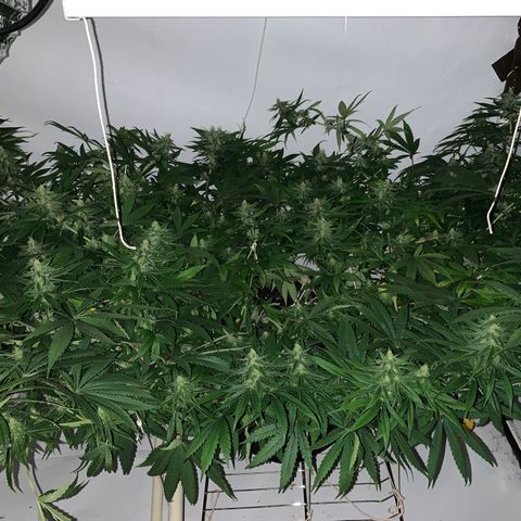 Mave growlog timeline photo