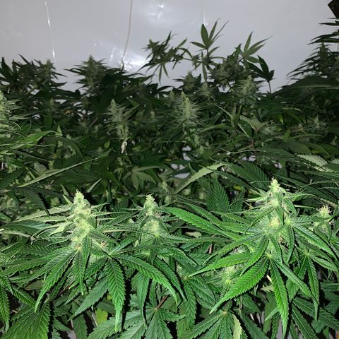 Mave growlog timeline photo