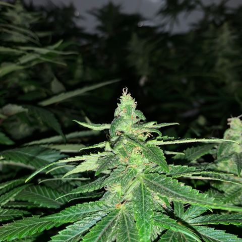 Mave growlog timeline photo