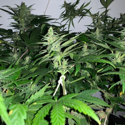 Mave growlog timeline photo