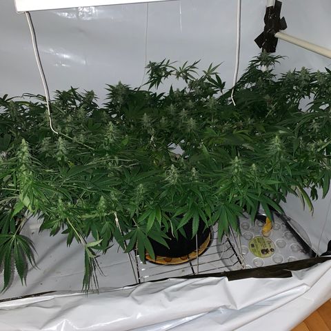 Mave growlog timeline photo