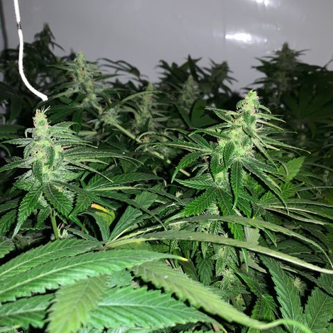 Mave growlog timeline photo