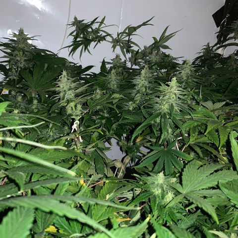Mave growlog timeline photo