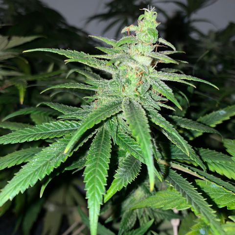 Mave growlog timeline photo