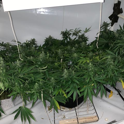 Mave growlog timeline photo