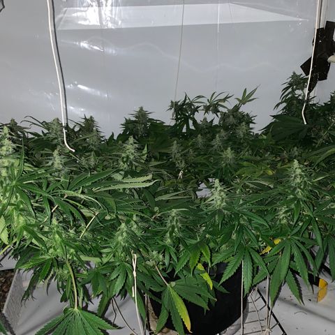 Mave growlog timeline photo