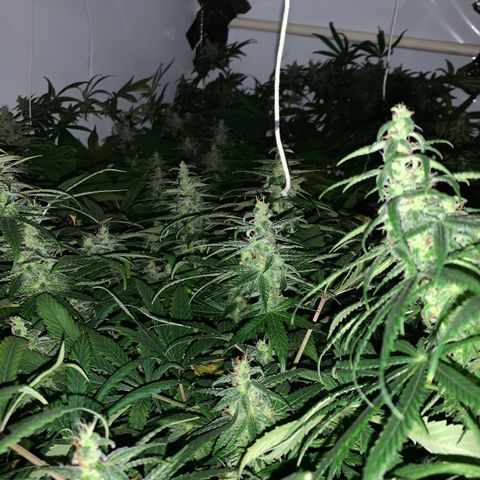 Mave growlog timeline photo