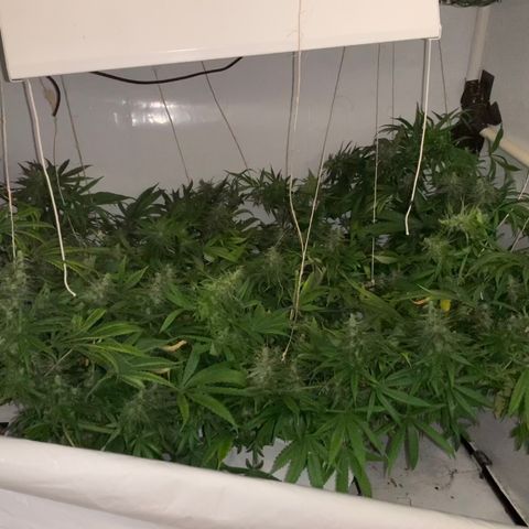 Mave growlog timeline photo