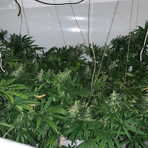 Mave growlog timeline photo