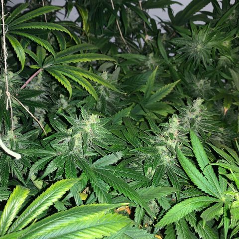 Mave growlog timeline photo