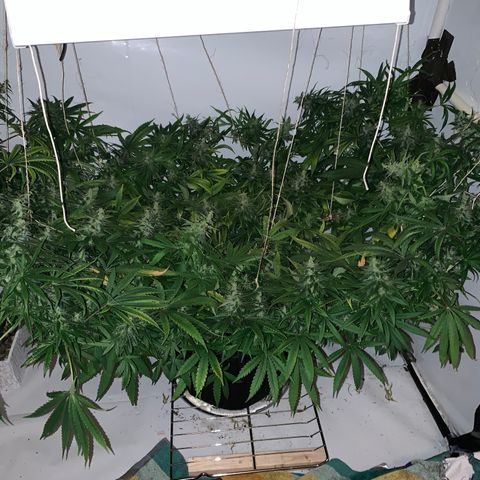 Mave growlog timeline photo