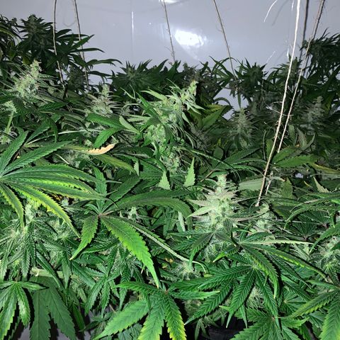 Mave growlog timeline photo
