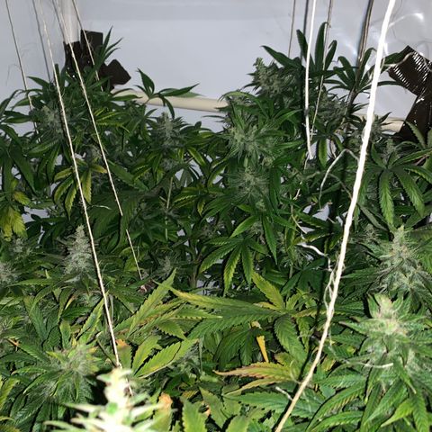 Mave growlog timeline photo