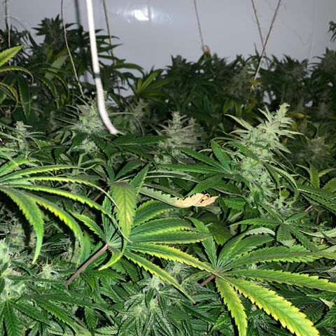 Mave growlog timeline photo
