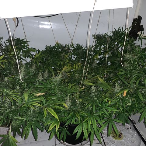 Mave growlog timeline photo